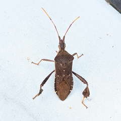Leptoglossus oppositus