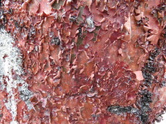 Bursera morelensis