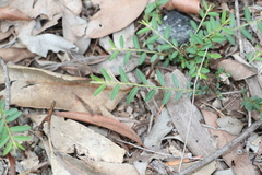 Phyllanthus virgatus