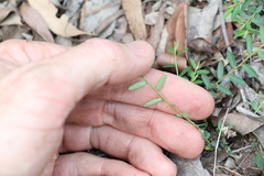 Phyllanthus virgatus