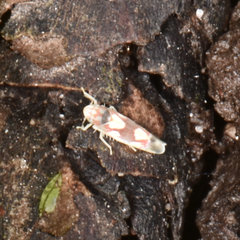 Erythroneura elegans