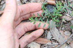 Phyllanthus virgatus
