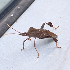 Leptoglossus oppositus