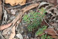 Phyllanthus virgatus