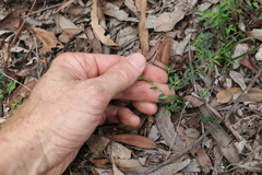 Phyllanthus virgatus