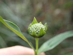 Pimelea ligustrina ligustrina