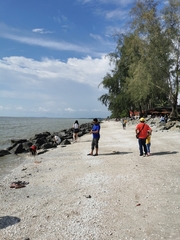 Casuarina equisetifolia