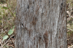 Eucalyptus acmenoides
