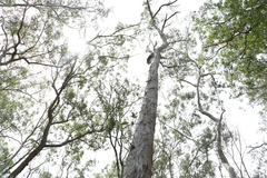 Eucalyptus acmenoides