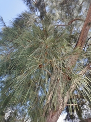 Casuarina equisetifolia