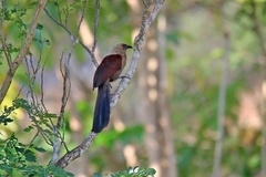 Centropus andamanensis