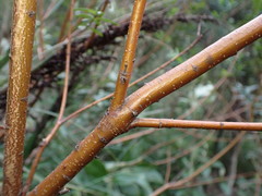 Pimelea ligustrina ligustrina