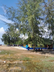 Casuarina equisetifolia