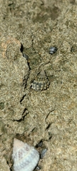 Tectarius antonii