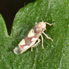 Erythroneura elegans