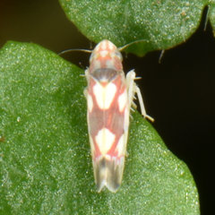 Erythroneura elegans