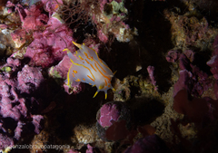 Polycera marplatensis