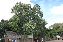 Aleurites moluccanus