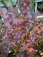 Berberis thunbergii
