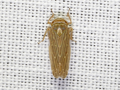 Paramesus major
