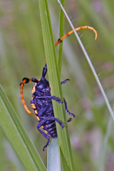 Aristobia reticulator