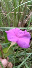 Ipomoea suffulta