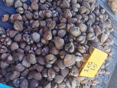 Tegillarca granosa