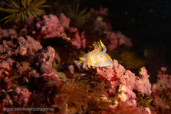 Polycera marplatensis