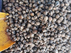 Tegillarca granosa