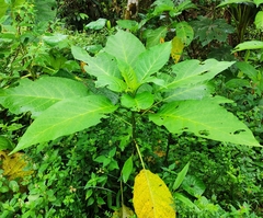 Brugmansia suaveolens