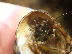 Pagurus redondoensis