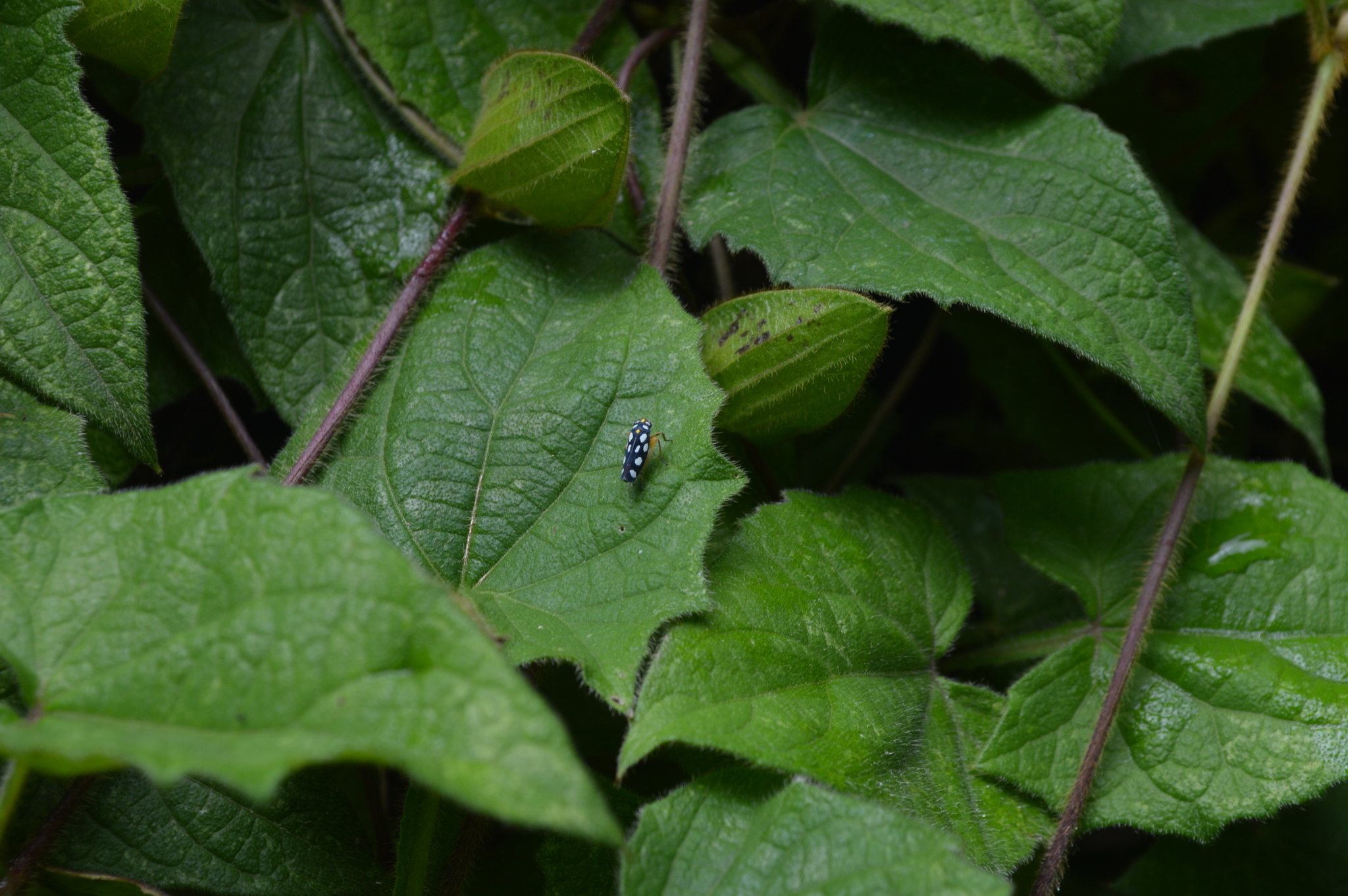 Stehlikiana crassa image