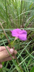 Ipomoea suffulta