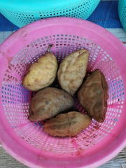 Cynometra cauliflora