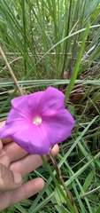 Ipomoea suffulta