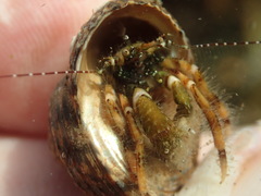 Pagurus redondoensis