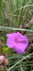 Ipomoea suffulta