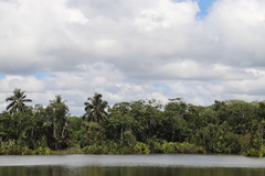 Aleurites moluccanus