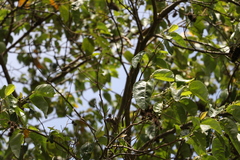 Commersonia bartramia