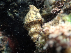 Acanthinucella spirata