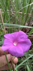 Ipomoea suffulta