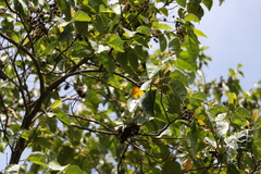 Commersonia bartramia