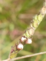 Claviceps paspali