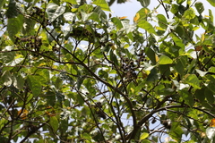 Commersonia bartramia