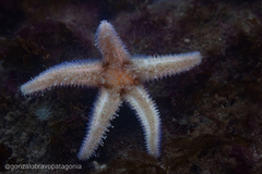 Anasterias antarctica