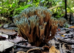Phaeoclavulina cyanocephala