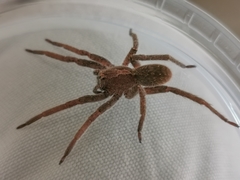 Centroctenus brevipes