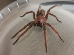 Centroctenus brevipes