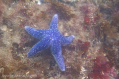 Anasterias antarctica