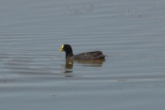 Fulica armillata